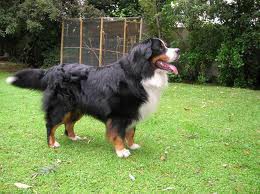 Cão da Montanha de Berna